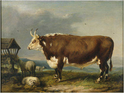 Hereford Bull with Sheep by a Haystack